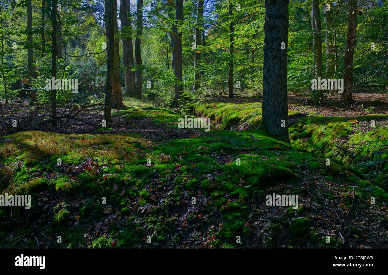 sunlight shines at light green woodland with ditches Stock Photo