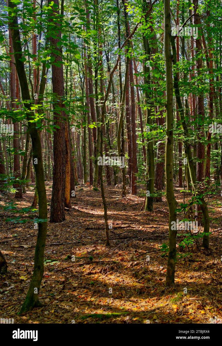 View at a sunlit light woodland with small trees in green and brown colors Stock Photo