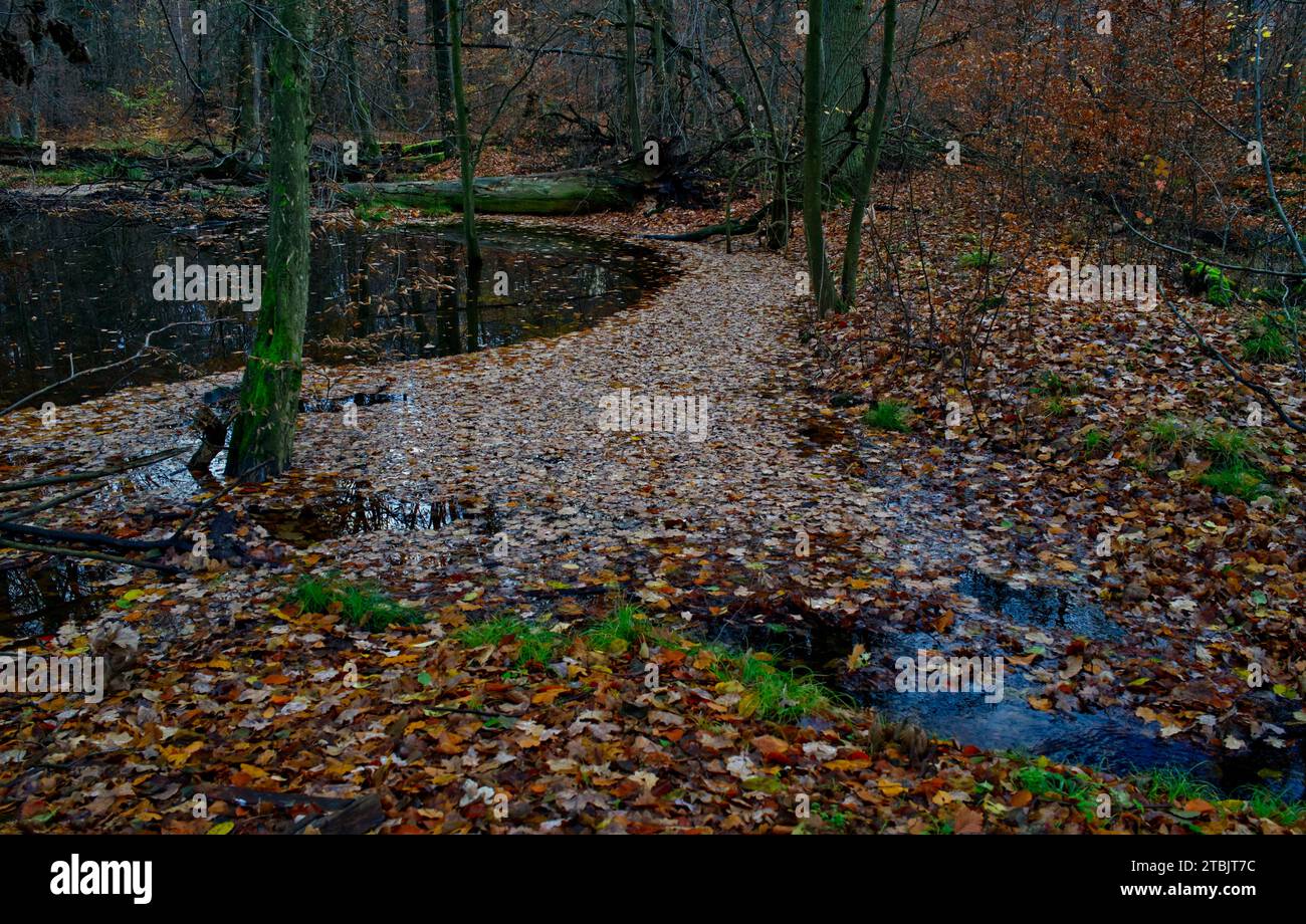 Natural pond in the woods with semicircular formation of brown dead leaves on the water Stock Photo