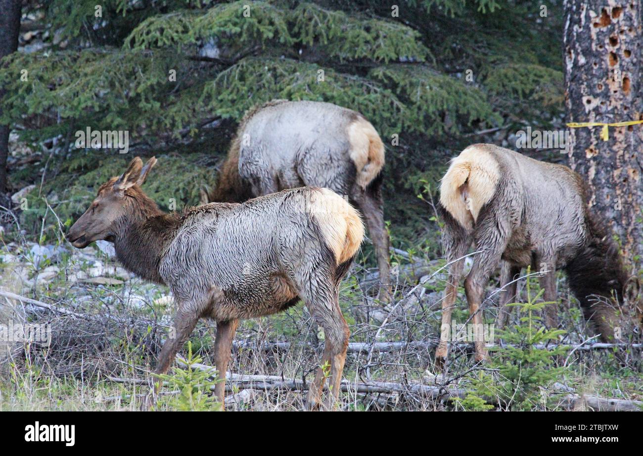 Three Female elk - Wildlife of Canada Stock Photo