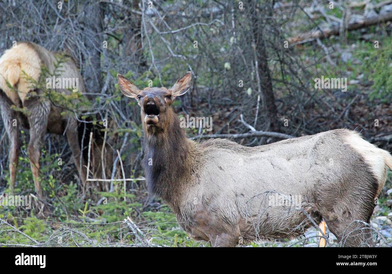 Female elk calling - Wildlife of Canada Stock Photo