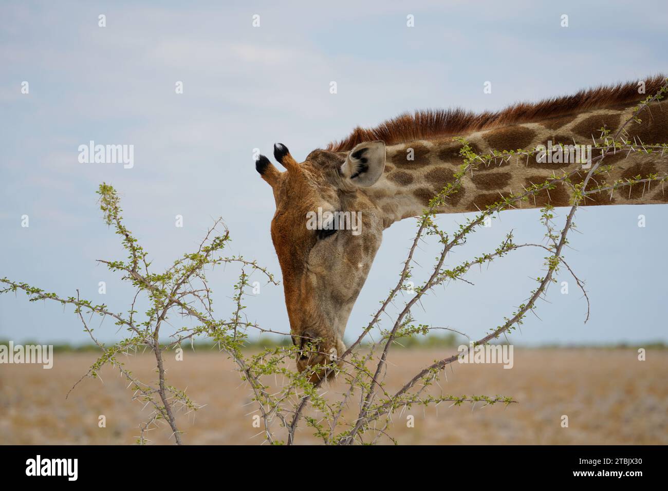 Portrait of giraffe eating leaves from the tree branch, Etosha National Park, Namibia Stock Photo