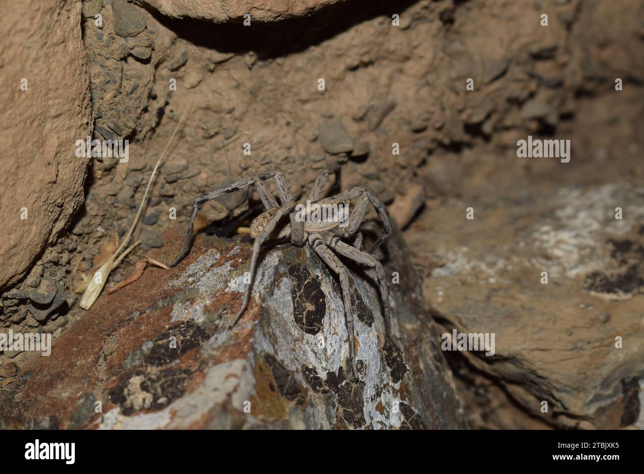 Wolf spider on the rock Stock Photo