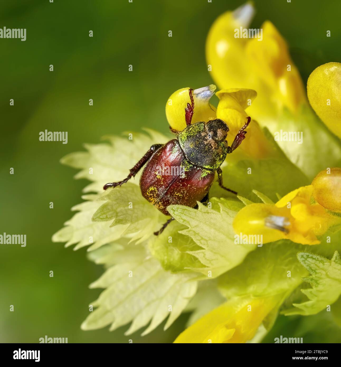 Hoplia argentea beetle on Greater yellow rattle (Rhinanthus angustifolius) Stock Photo