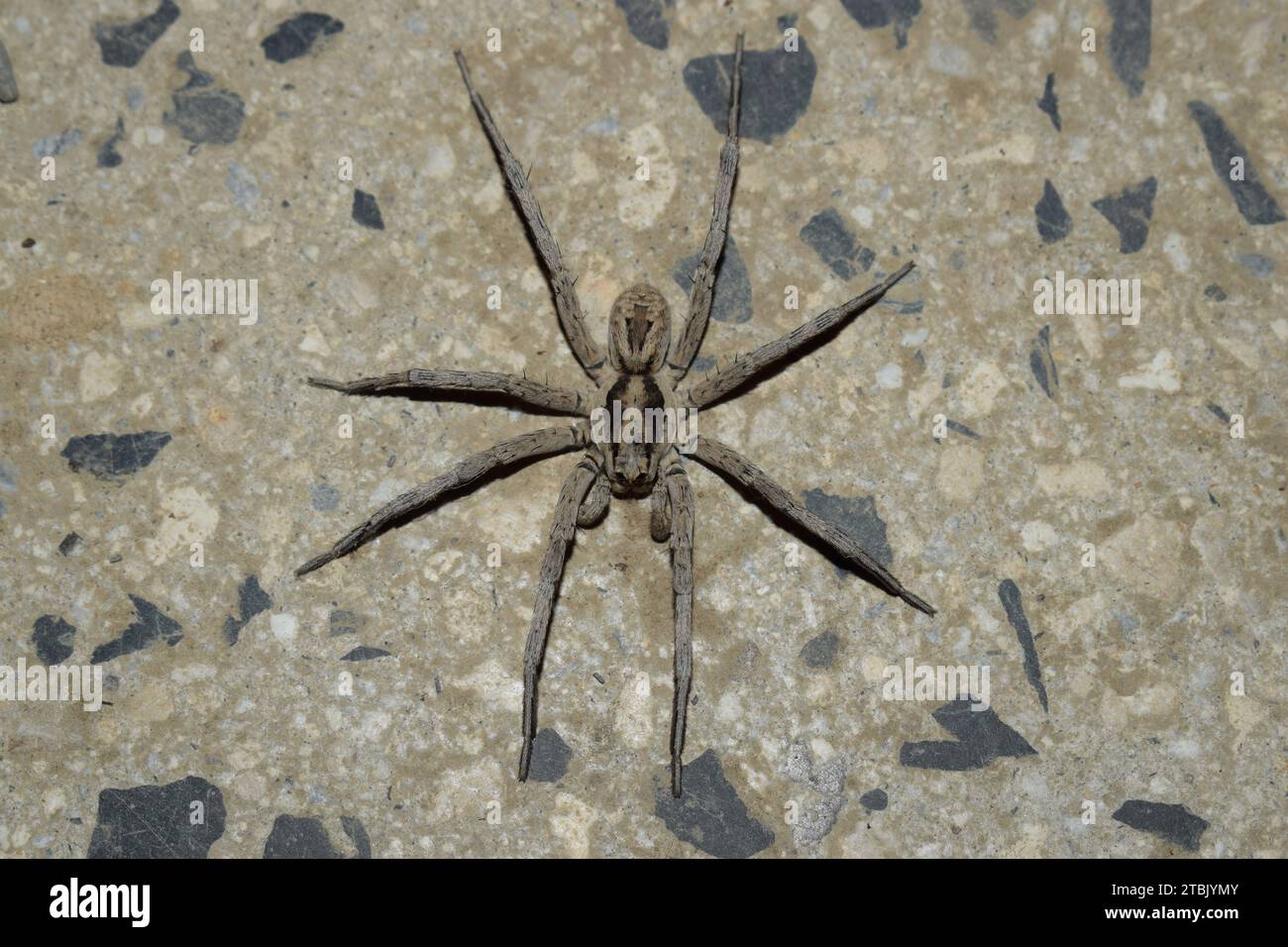Wolf spider from above Stock Photo