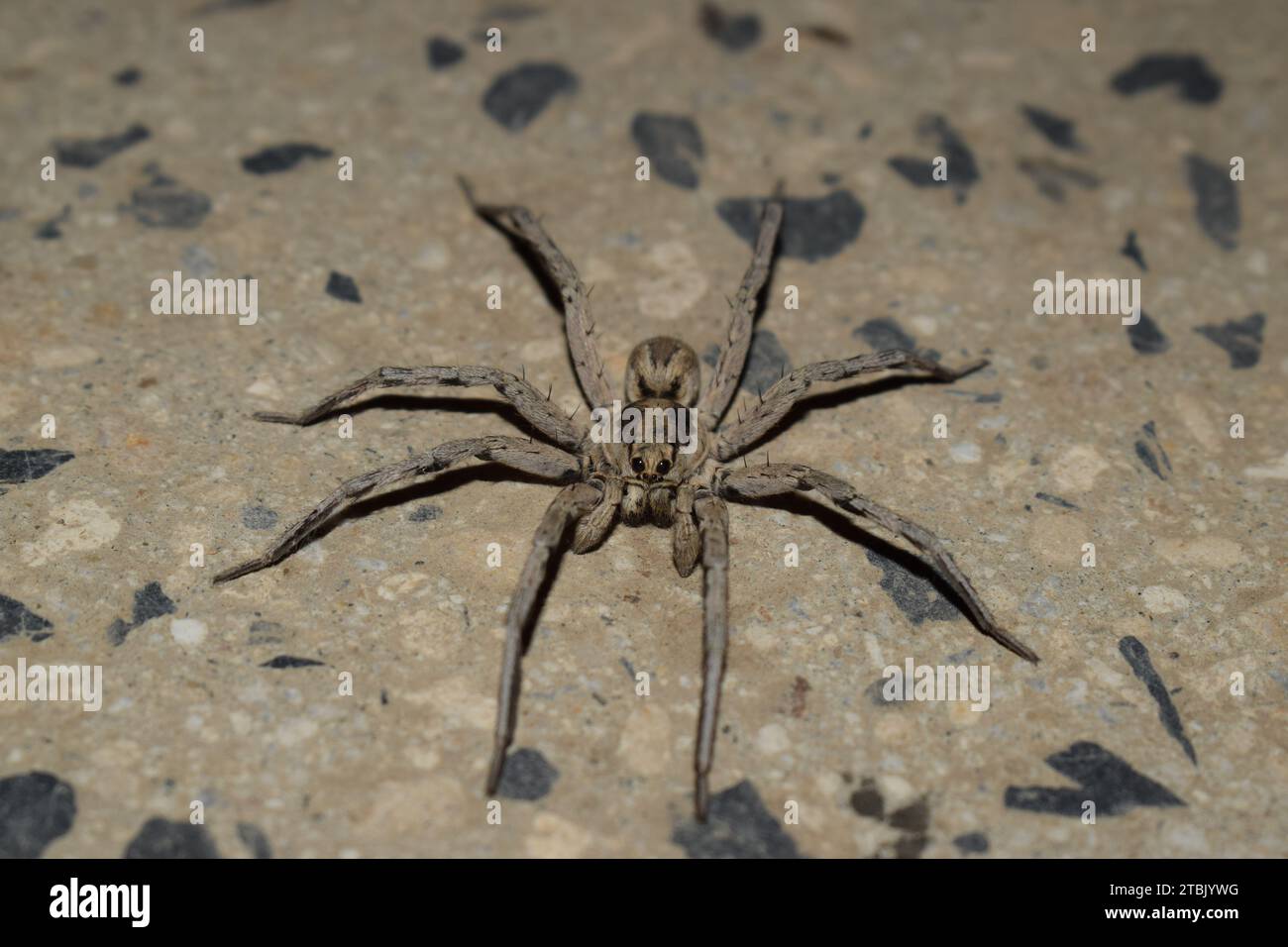 Wolf spider from the front Stock Photo
