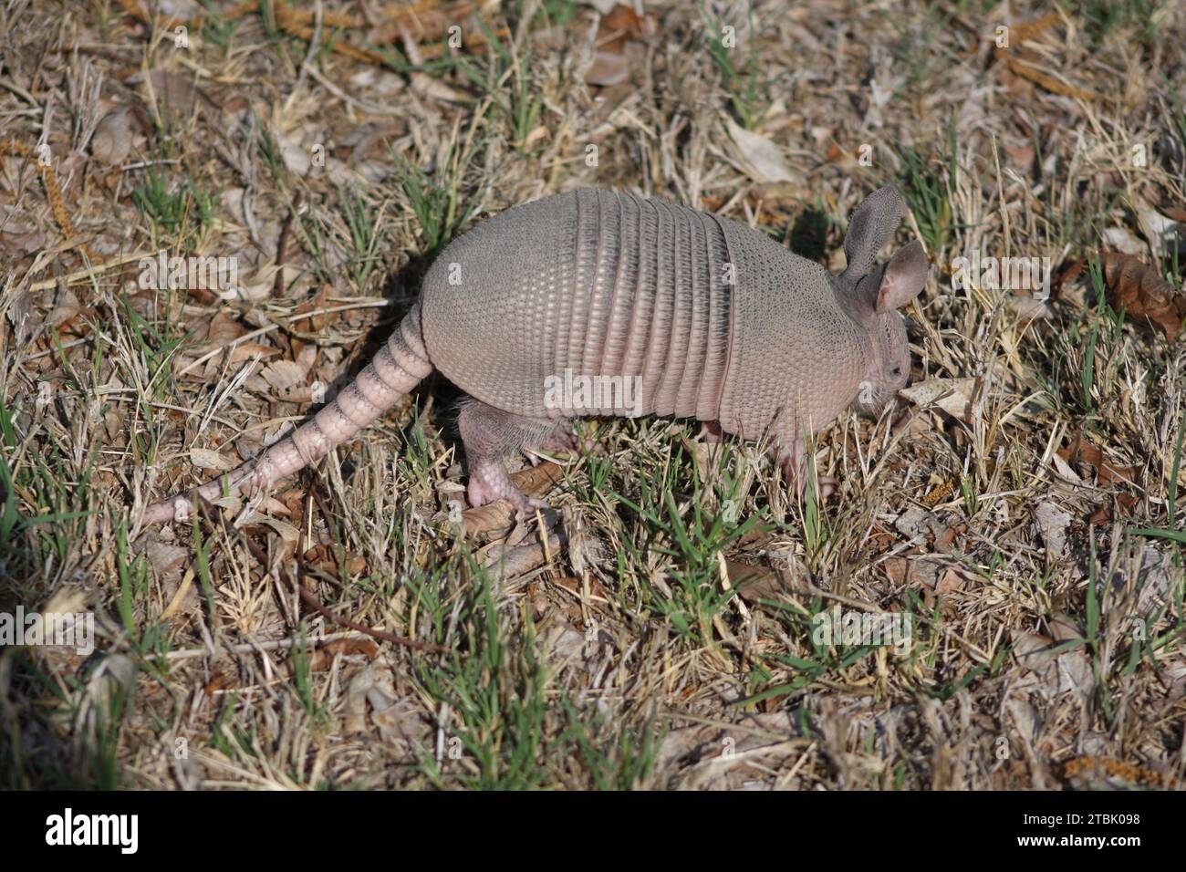 picture of a armadillo at a ranch Stock Photo