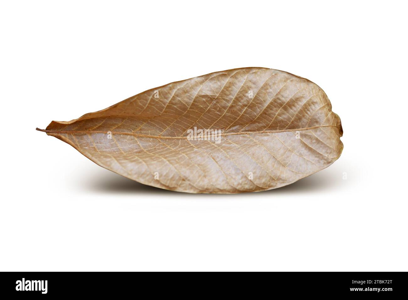 Dry leaf on isolated on white background. With clipping path Stock Photo