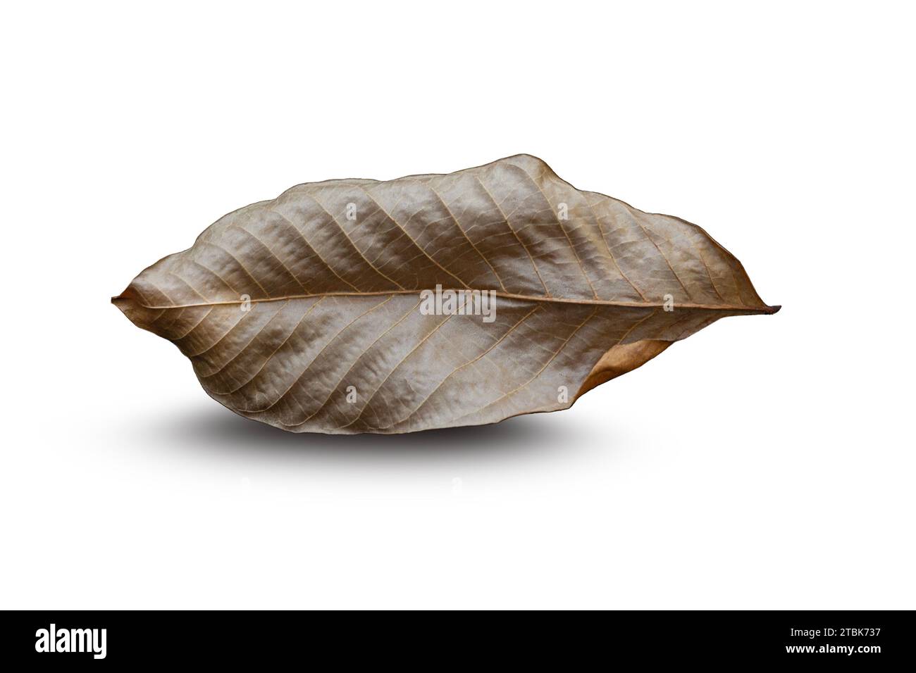 Dry leaf on isolated on white background. With clipping path Stock Photo