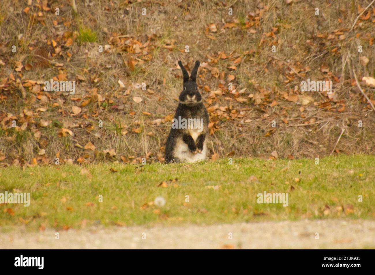 Brown and white rabbit sitting on the ground Stock Photo