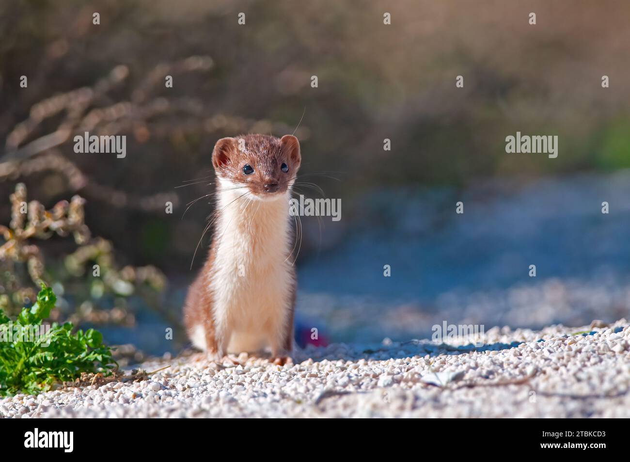 Lovely Least Weasel (Mustela nivalis) looking around in the garden. Stock Photo