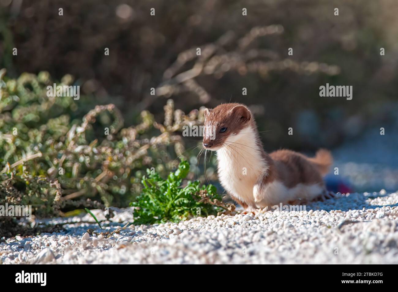 Lovely Least Weasel (Mustela nivalis) looking around in the garden. Stock Photo