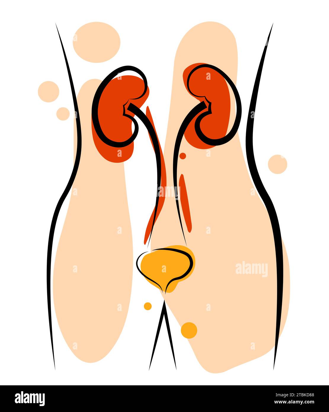 Anatomy. Kidneys and bladder Stock Vector Image & Art - Alamy