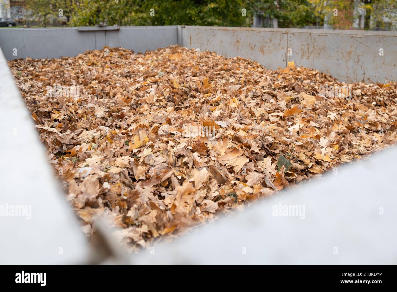 Dry Fallen leaves bio Organic waste in a huge container. Heap of Compost from garden yard are being cleaned in autumn Stock Photo