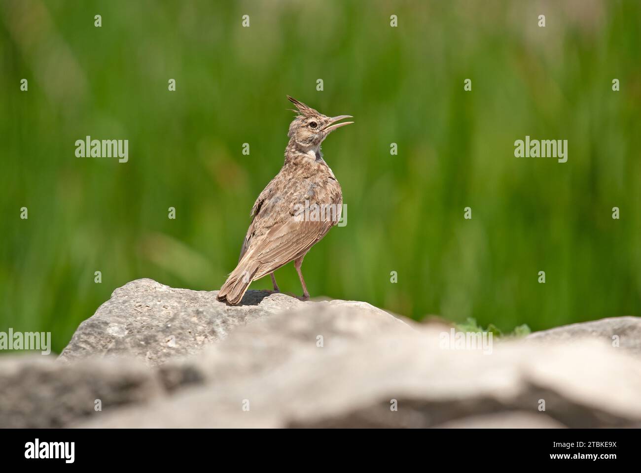 Crested Lark (Galerida cristata) singing on a rock. Green background. Stock Photo