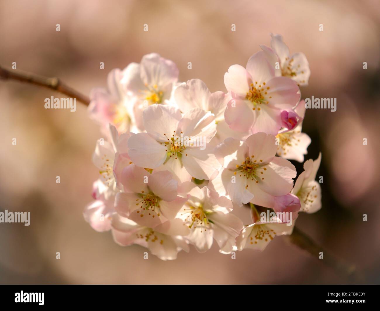 sunlit spring Cherry Blossom Stock Photo - Alamy