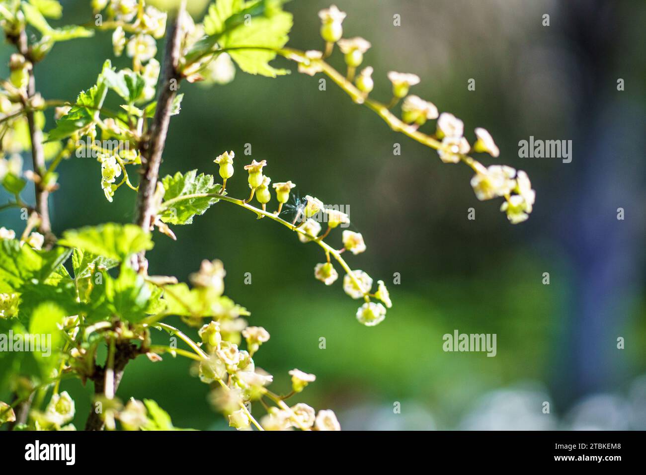 White currant flowers on a branch in the garden in spring.. Ribes rubrum Stock Photo