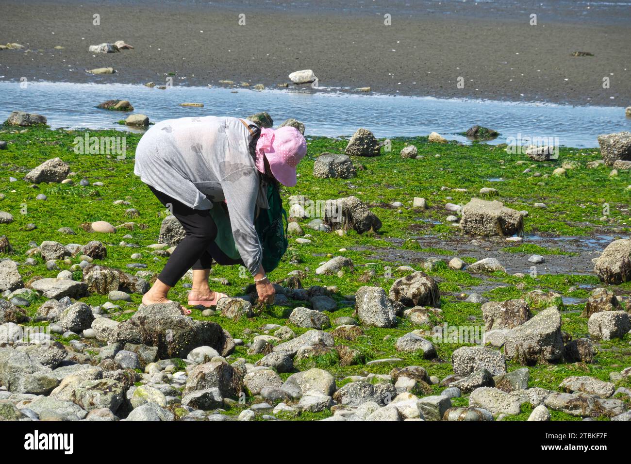 Woman in pink hat bending over on a rocky beach collecting seaweed or kelp. Crescent Beach, B. C., Canada. Stock Photo