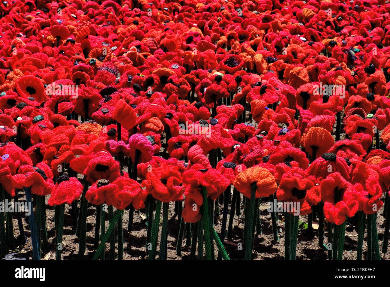 Perth: Mass of colourful red knitted poppies at State War Memorial for Remembrance Day, Kings Park, Perth, Western Australia Stock Photo
