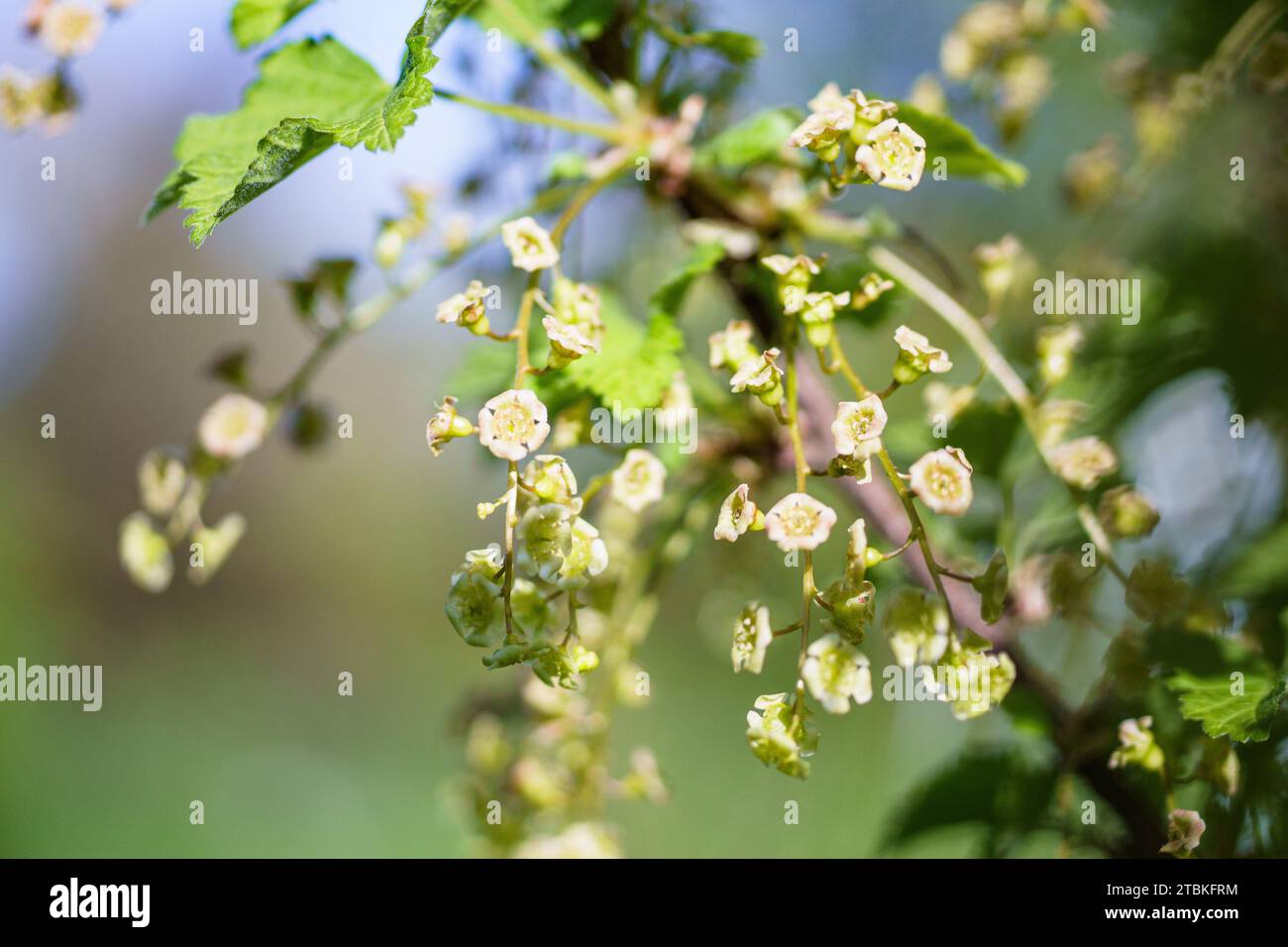 Flowers of a black currant Ribes rubrum . Ribes rubrum. Stock Photo