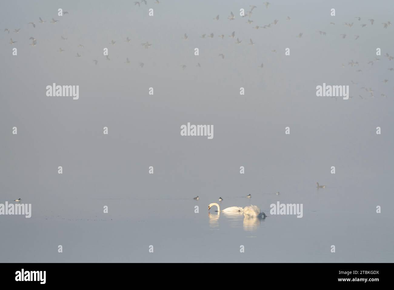 Two Mute Swans (Cygnus Olor) Feeding in Fog on the Loch of Skene, Accompanied by a Small Group of Goldeneye with Pink-footed Geese Overhead Stock Photo