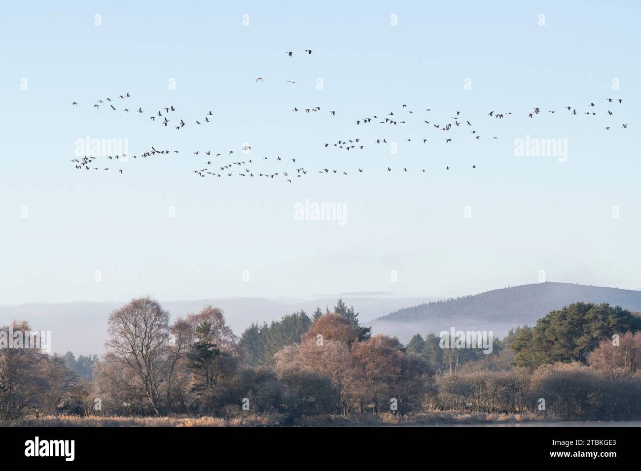 A Flock of Pink-footed Geese (Anser Brachyrhychus) Flying Over Woodland As It Leaves The Loch of Skene on a Frosty Morning in Autumn Stock Photo