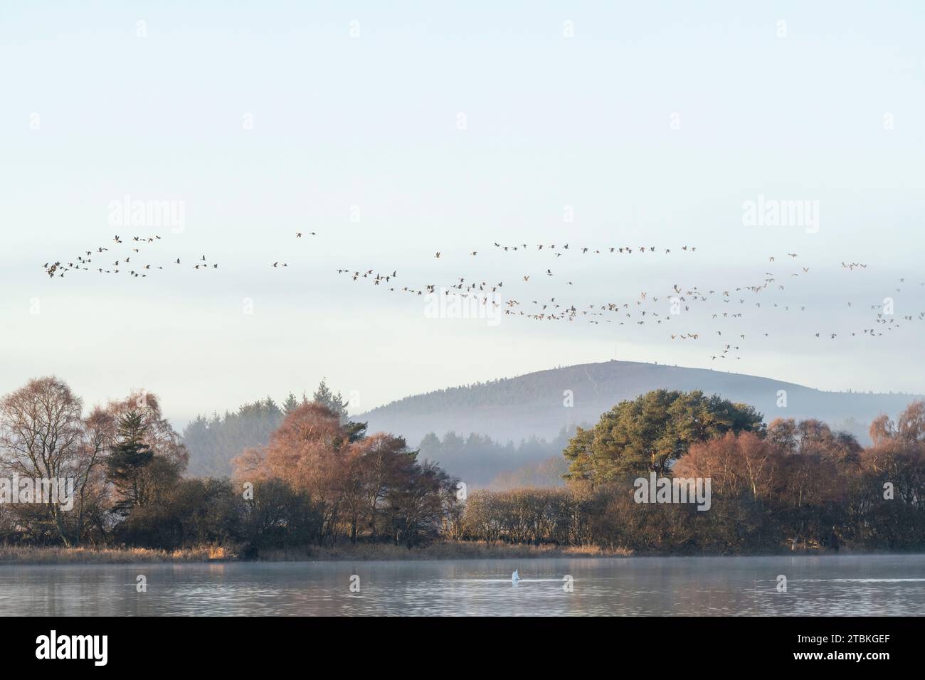 A Flock of Pink-footed Geese (Anser Brachyrhynchus) Flying Over Trees on the Banks of the Loch of Skene Early on an Autumn Morning Stock Photo