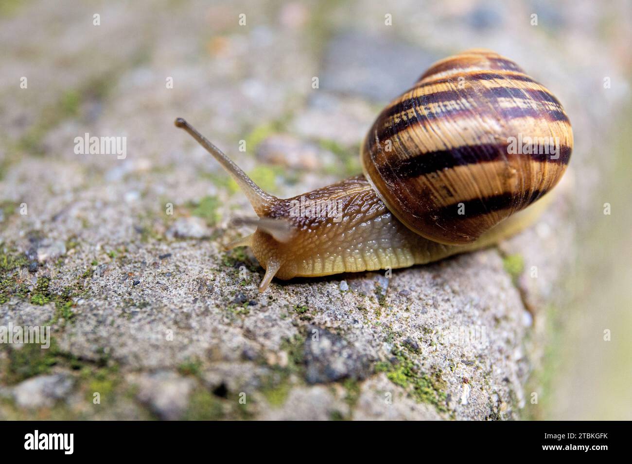 A large snail crawls on a gray stone close-up. Stock Photo