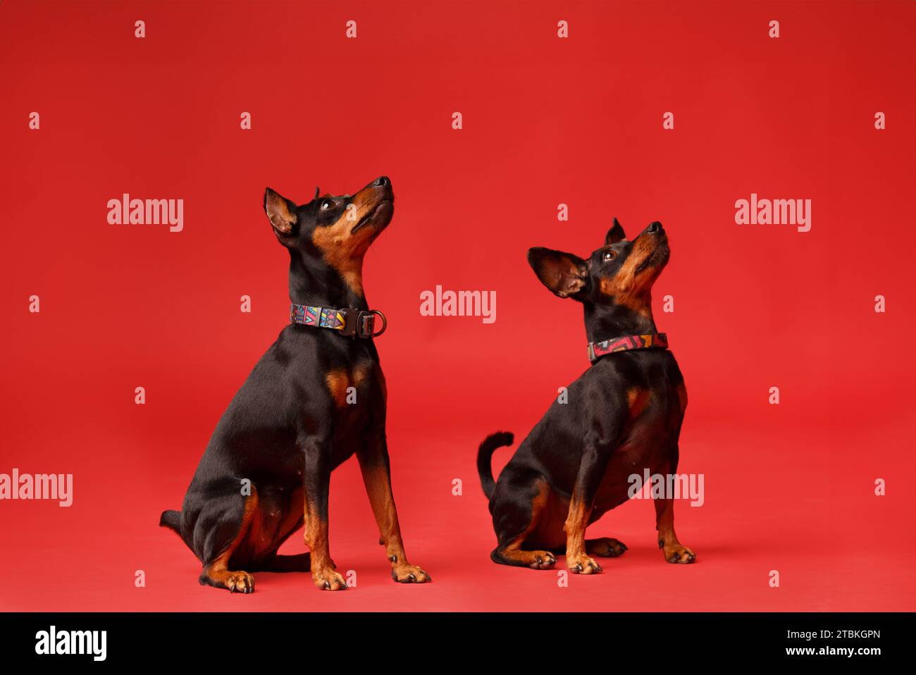Two friendly miniature pinschers with cropped and uncropped ears and tail are sitting on a bright red background and looking attentively ahead Stock Photo