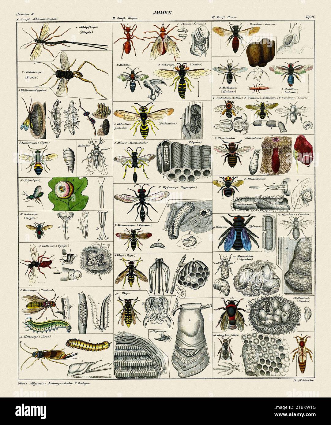 'From Oken's Allegemeine Naturgeschichte V Zoologie. C. Schach Lith. This is a beautiful antique German lithograph, hand colored, from ''Okens Allgemeine Naturgeschichte V Zoologie'', by Lorenz Oken, 1843, printed by Hoffmannssche Verlage, Stuttgart. This print displays different types of wasps and bees. Etched by C. Schach. German chart of Bees and Wasps and their life cycles.' Stock Photo