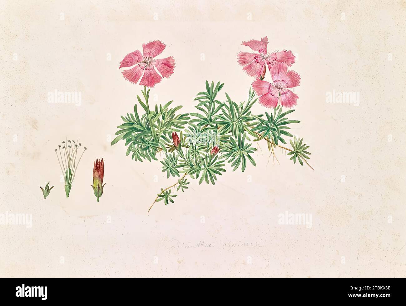 Alpine carnation (Dianthus alpinus), undated. (c1850s) Stock Photo
