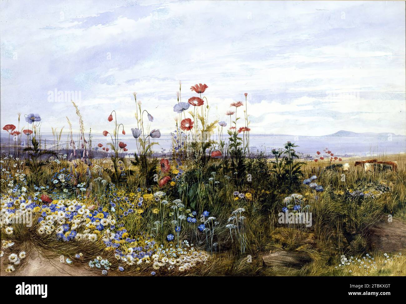 Wildflowers with a View of Dublin Bay from Kingstown, 1830s. In the foreground is a magnificent stand of poppies, daisies, and other wildflowers, and beyond is a panoramic view of Dublin Bay. In the background, the hazy outline of the Howth peninsula stretches across the horizon, Dublin's pier bisects the estuary, and the manmade harbor of Dun Laoghaire, then known as Kingstown, is visible through the wildflowers at the base of the slope in the foreground. Nicholl was a self-taught artist who specialized in topographical views. Stock Photo