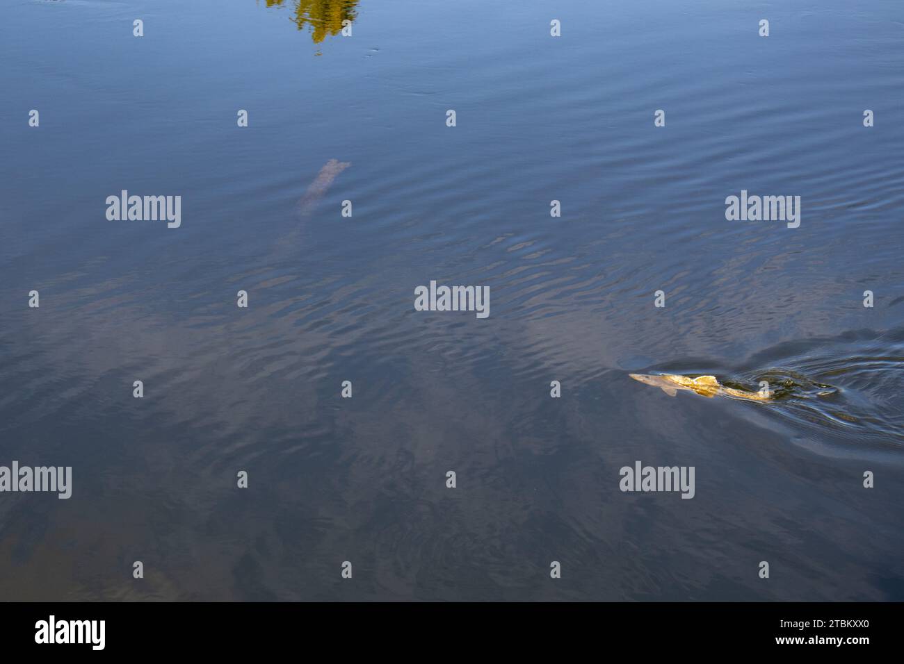 Salmon in the Snohomish River has retuned traveled up stream durning the fall Stock Photo