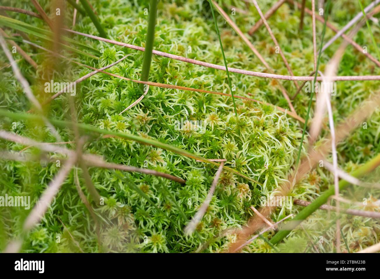 sphagnum moss, peat moss, bog moss, hummocks, mounds, swamp, bog, Ambersham  Common, Sussex, UK, January, wetland carr Stock Photo - Alamy