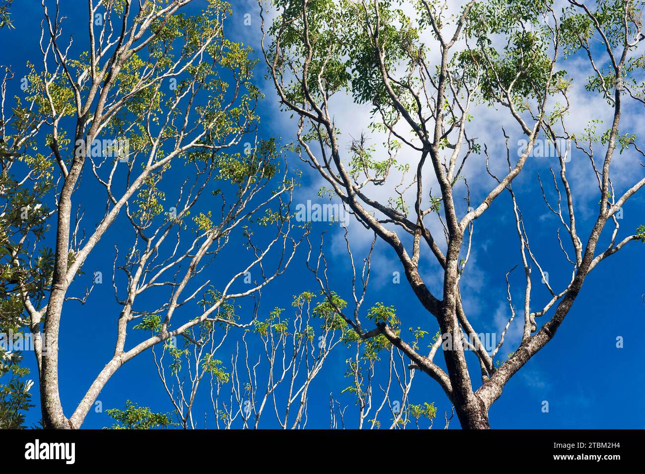 Eucalyptuses (Eucalyptus), tree, eucalyptus, flora, on the east coast, Queensland, Australia Stock Photo