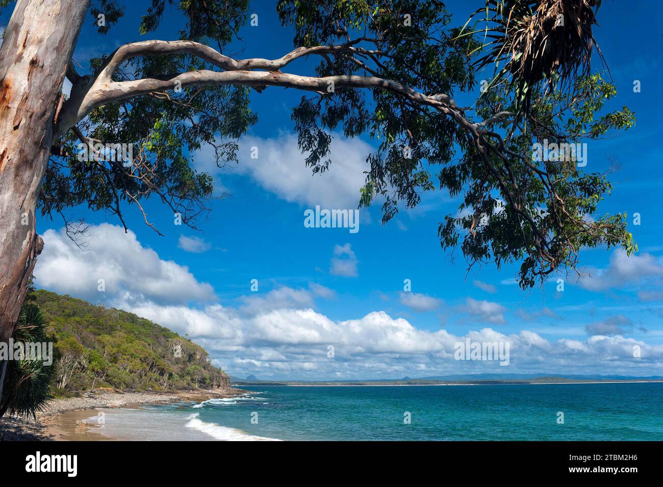 Eucalyptuses (Eucalyptus), tree, eucalyptus, flora, on the east coast, Queensland, Australia Stock Photo