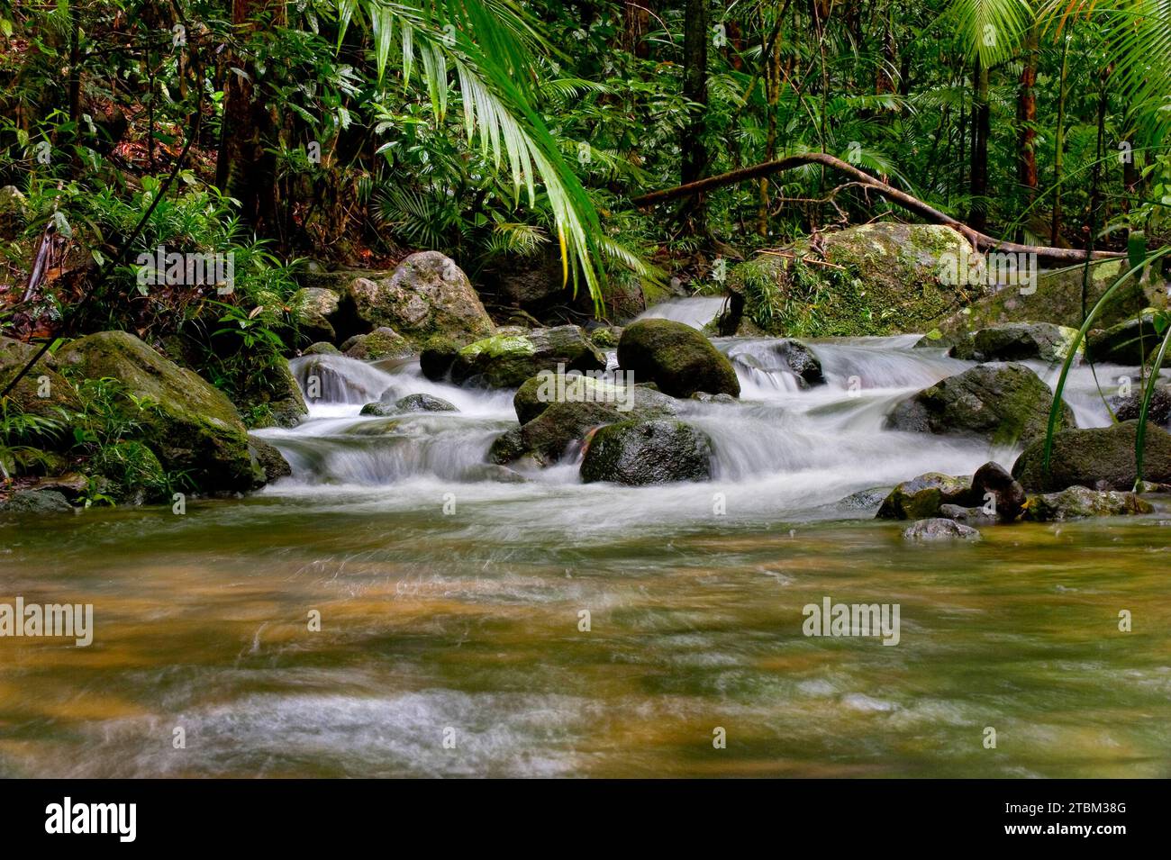 River course, water, stream, river, movement, flowing, jungle, rainforest, tropical, tropical forest, tropical, climate, in the Daintree National Park Stock Photo