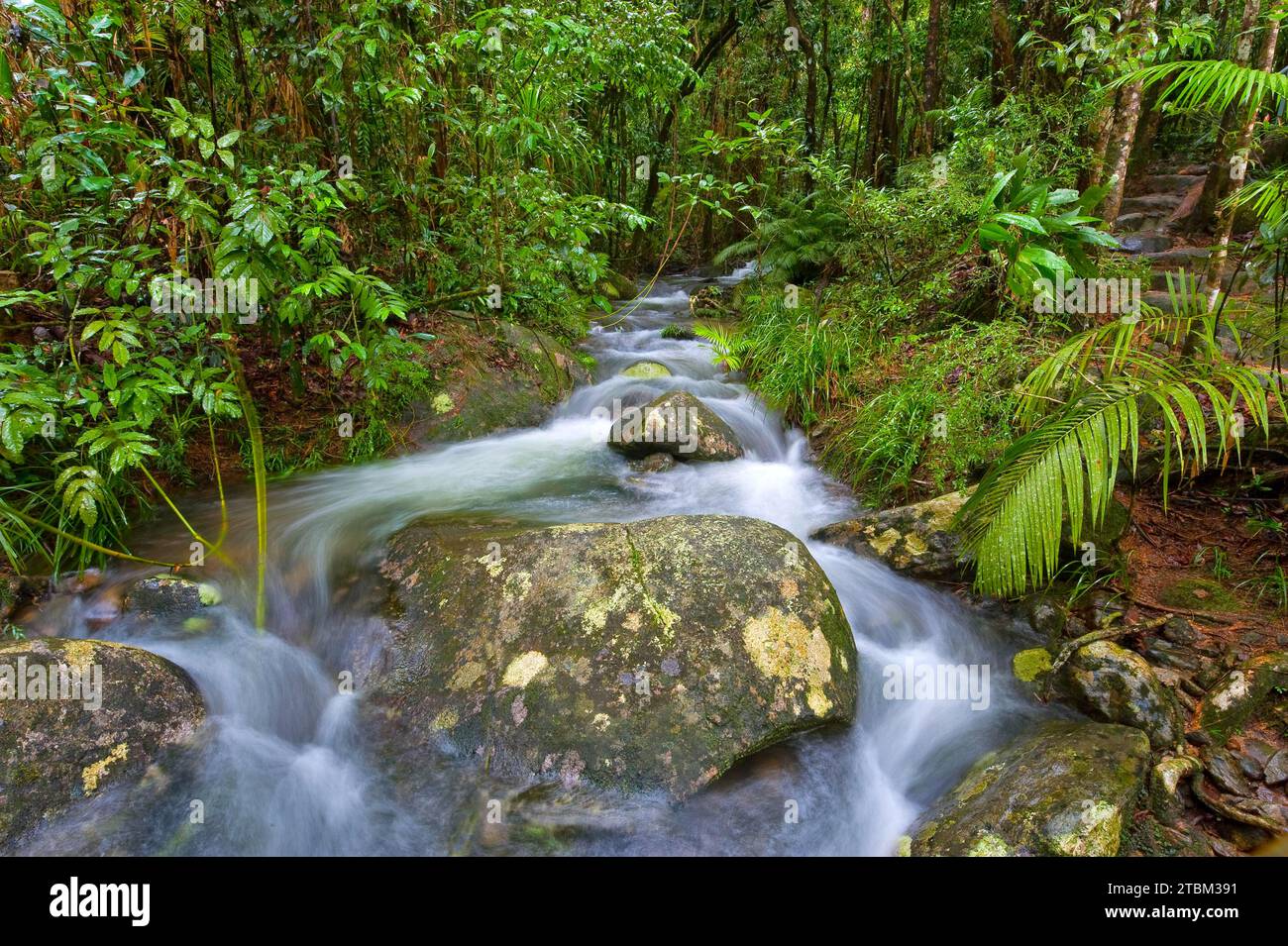 River course, water, stream, river, movement, flowing, jungle, rainforest, tropical, tropical forest, tropical, climate, in the Daintree National Park Stock Photo