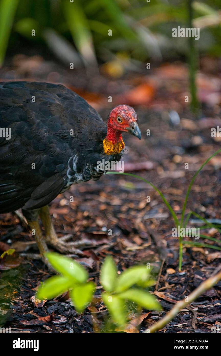 Australian bush partridge (Alectura lathami), chicken, bird, fauna