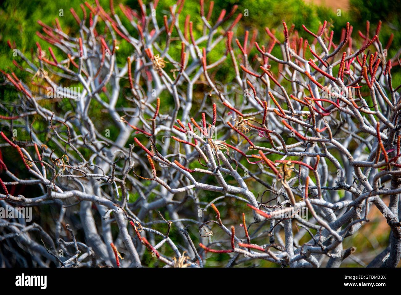 Mediterranean shrubland hi-res stock photography and images - Alamy