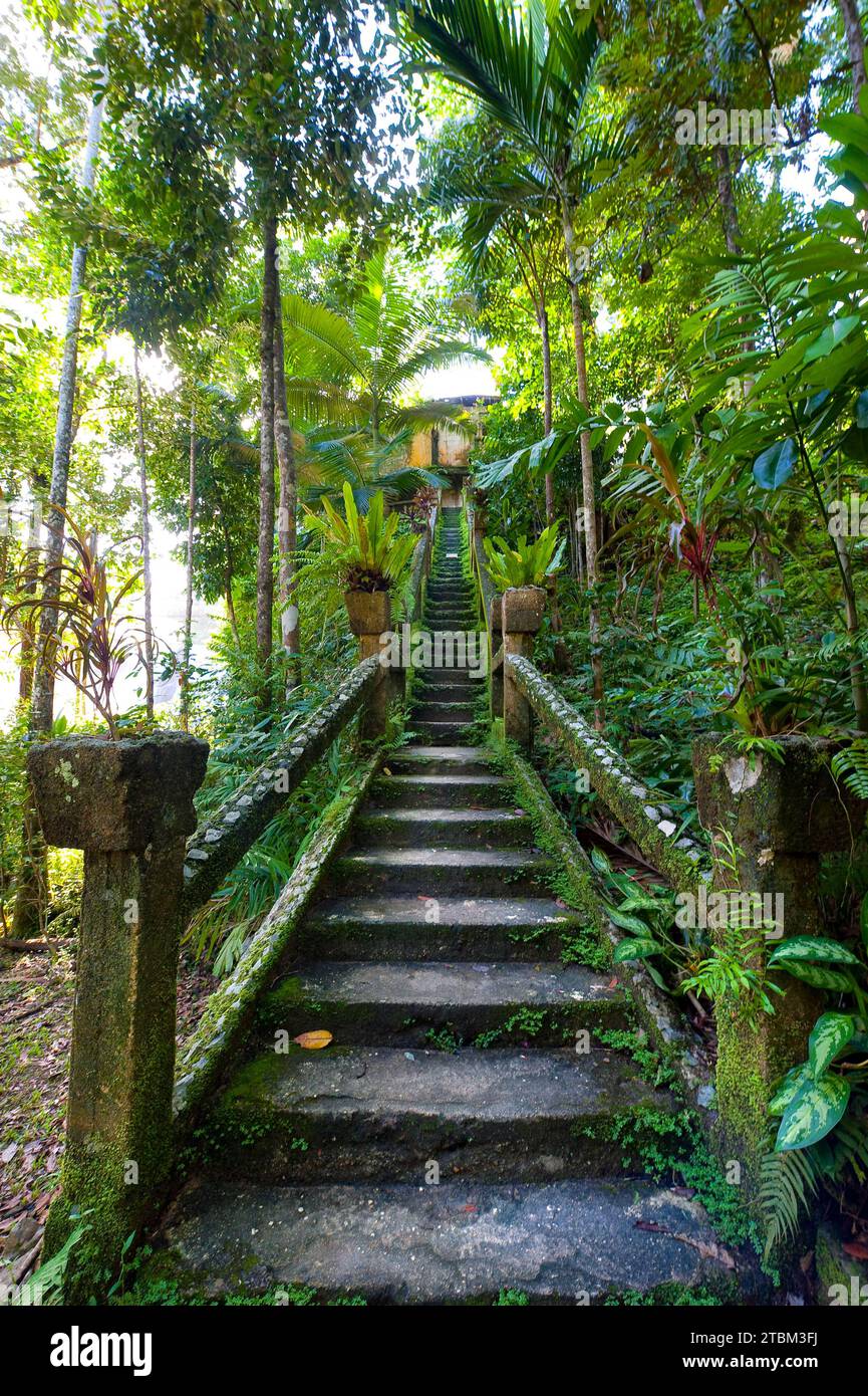 Overgrown mossy, dilapidated staircase, path, steps, Paronella Park, Innisfail, Queensland, Australia Stock Photo