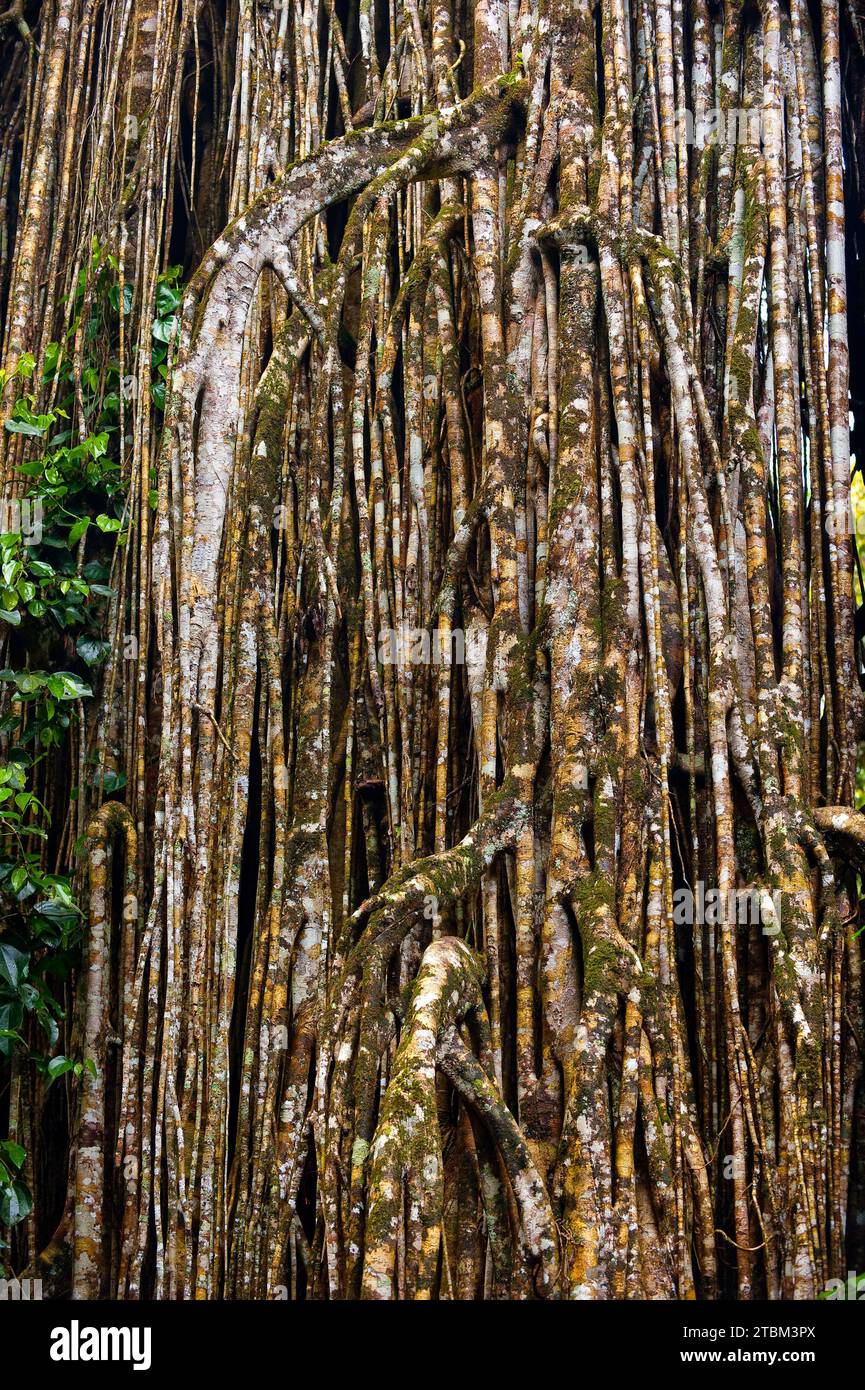 Strangler fig (Ficus virens), tropical tree, tree, rainforest, jungle, Atherton tablelands, Queensland, Australia Stock Photo