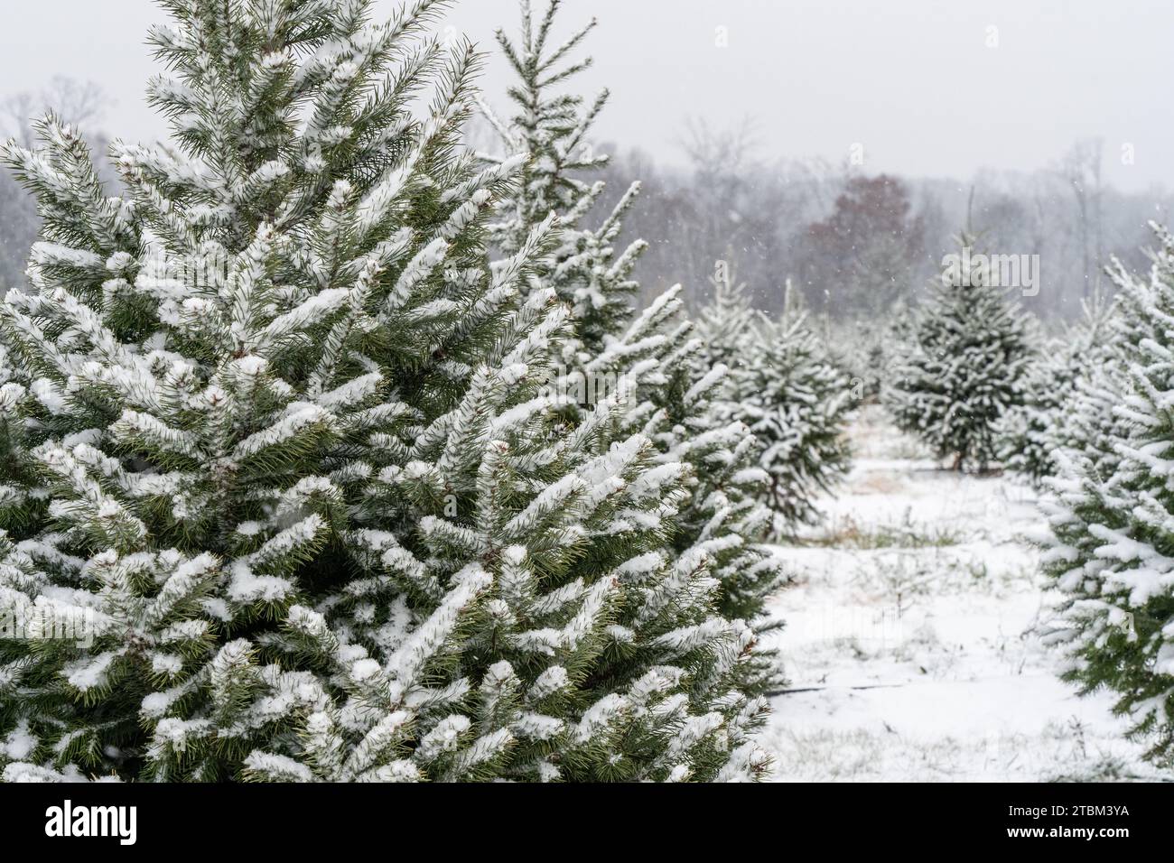 Beautiful evergreen trees hires stock photography and images Alamy