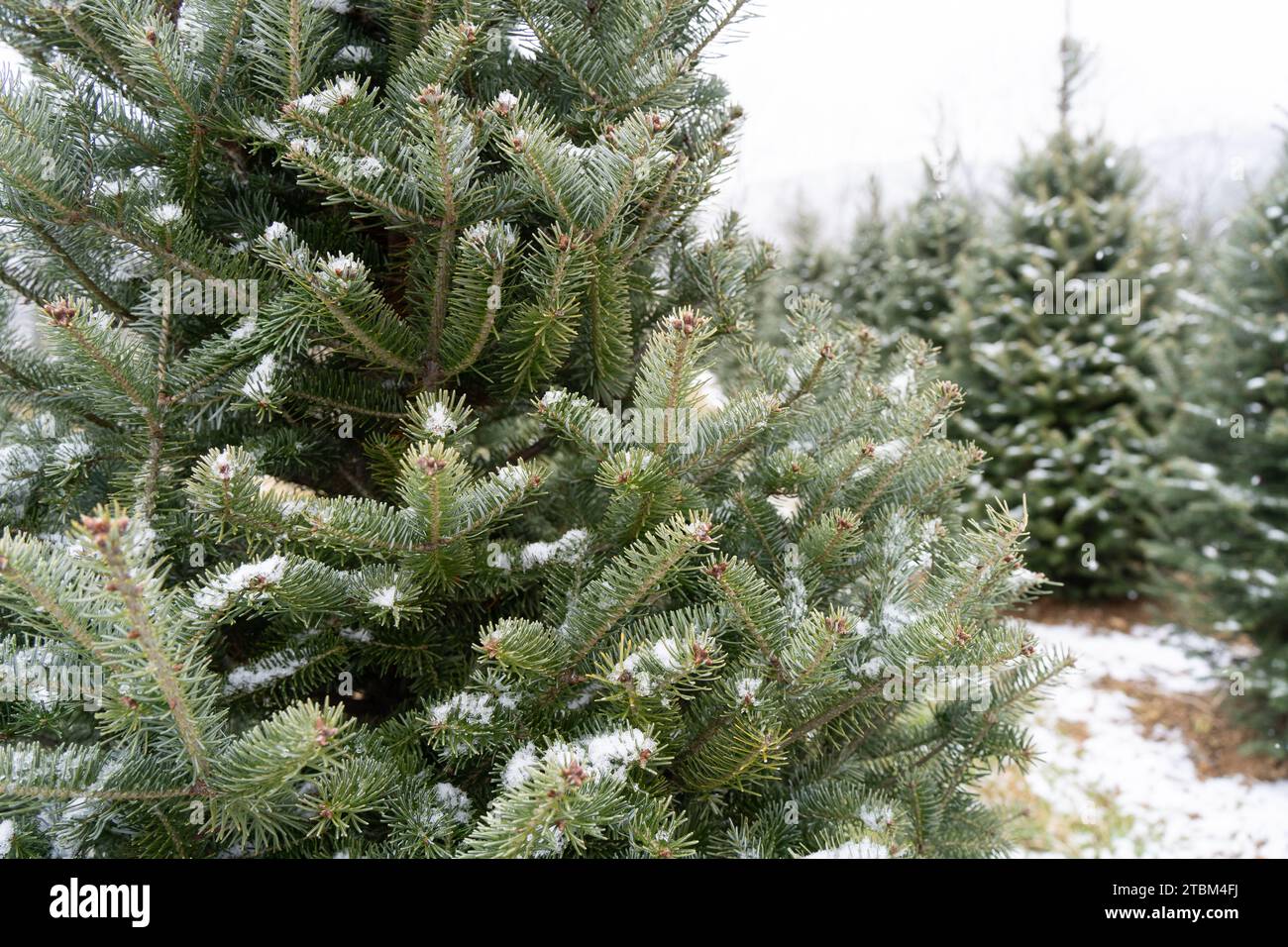 Snow covered Christmas Trees at Tree farm in Berks County, Pennsylvania