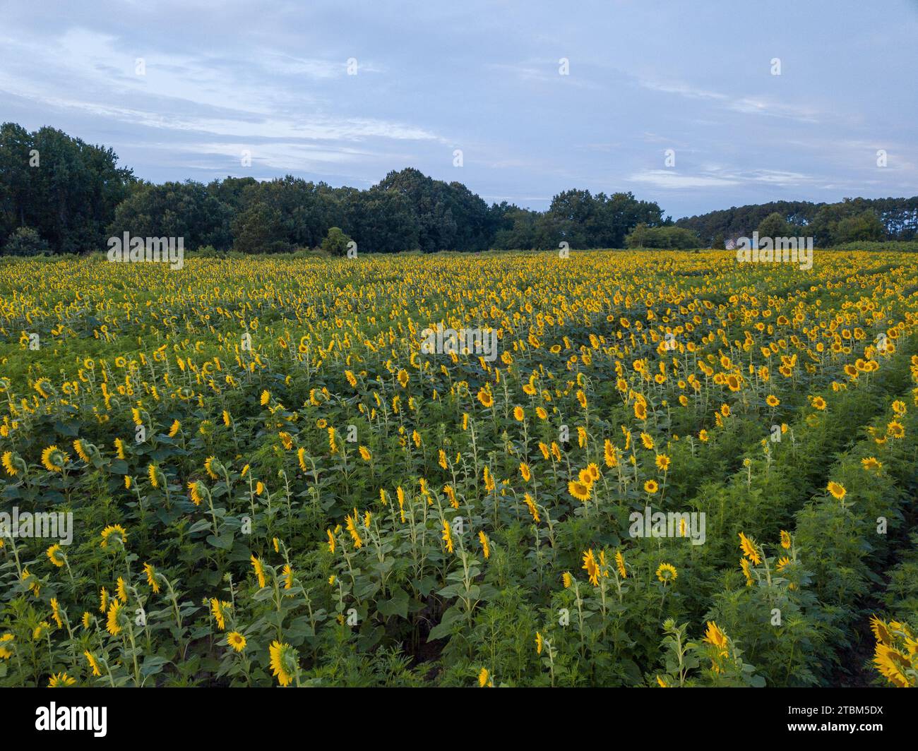 Drone Photos of Sunrise Over The Raleigh NC Sunflower Fields Stock