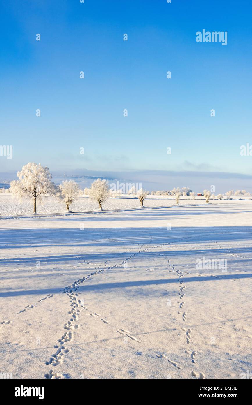 Animal tracks in the snow in a field on a cold beautiful sunny winter day in the countryside Stock Photo