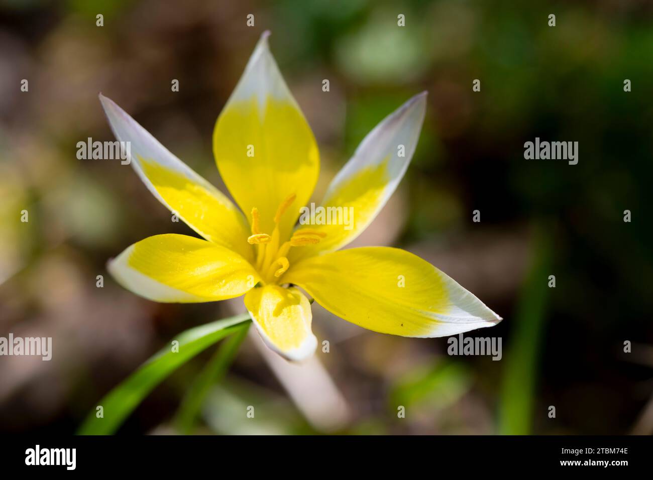 White-yellow flower of a Tarda tulip (Tulipa urumiensis), Bavaria, Germany Stock Photo