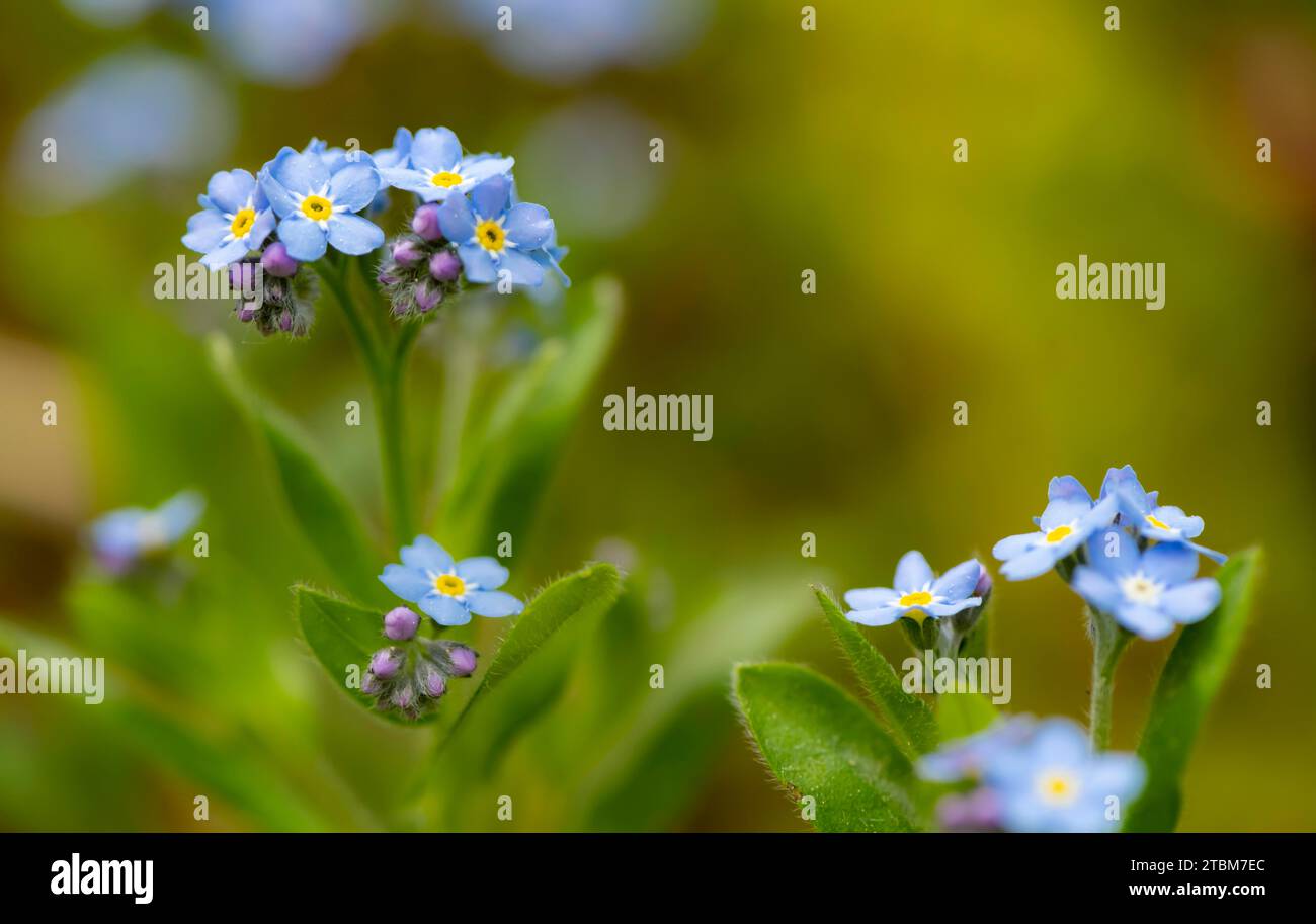 Blue flowers of the forget-me-not (Myosotis), Bavaria, Germany Stock Photo