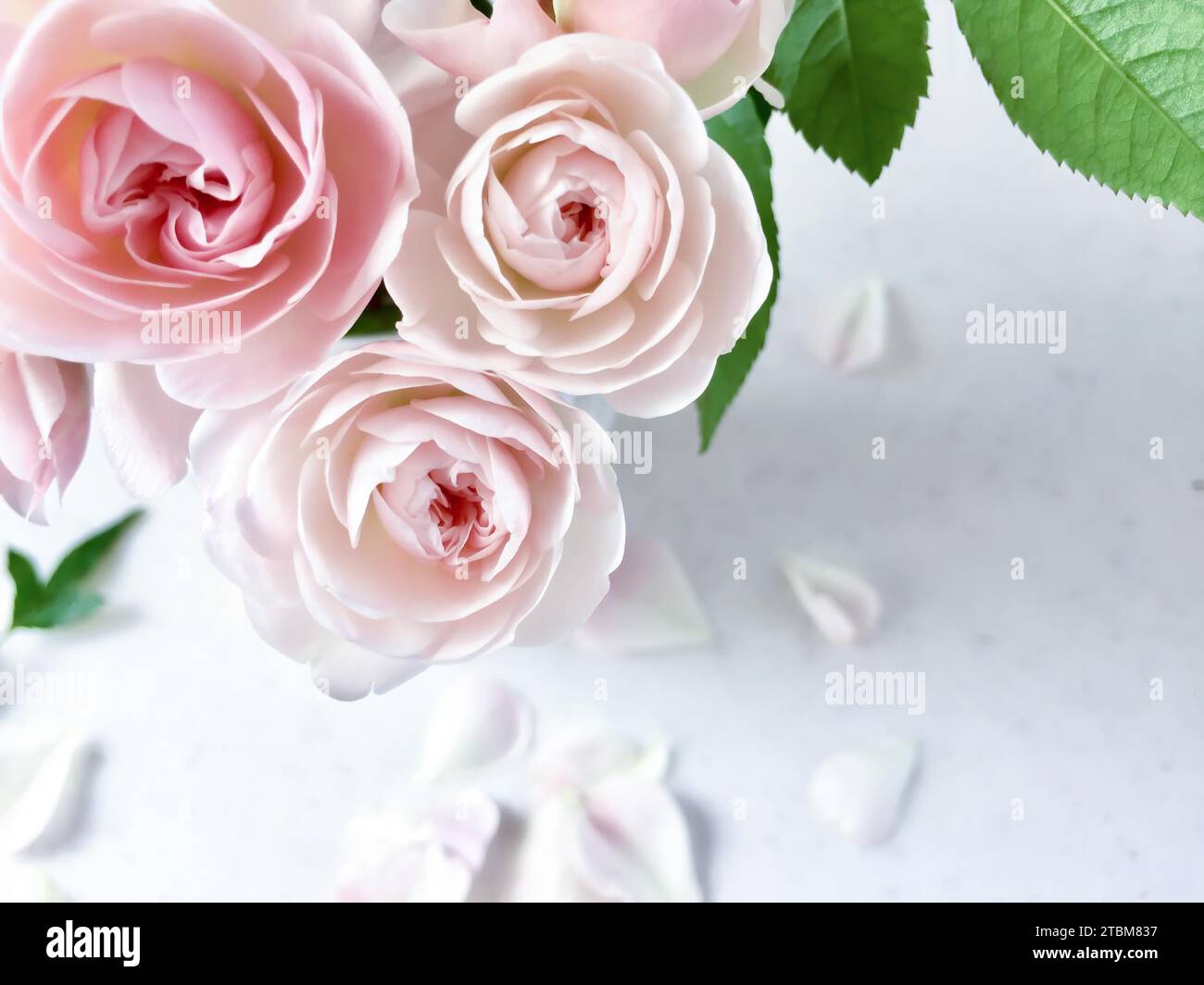 Bouquet of beautiful pink roses Stock Photo