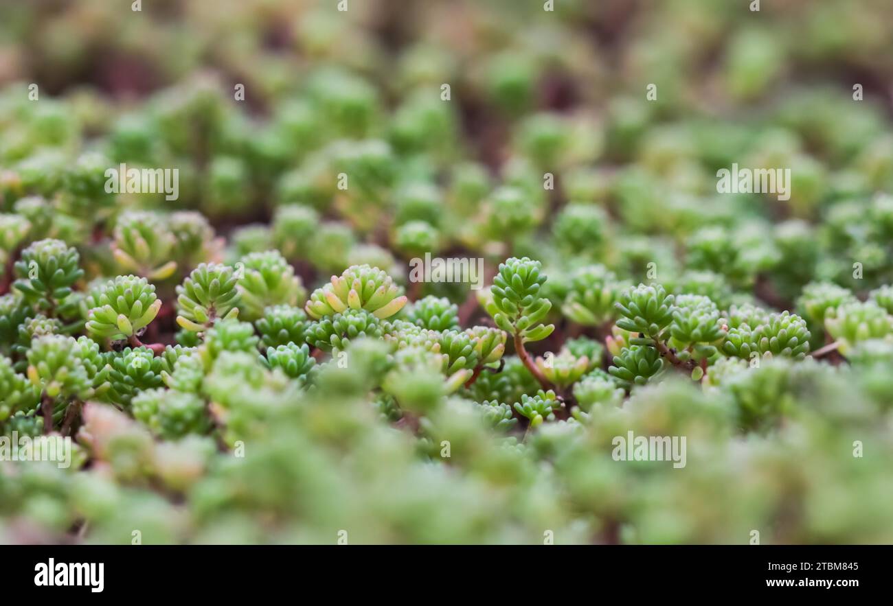 Green background with small (sedum) succulents in the garden. Nature backdrop, botanical concept Stock Photo